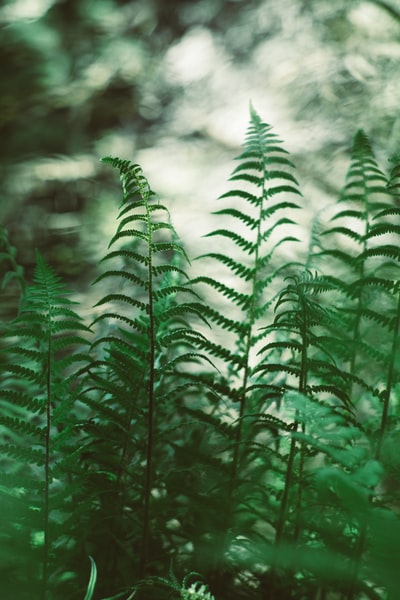 特写摄影中的绿色蕨类植物